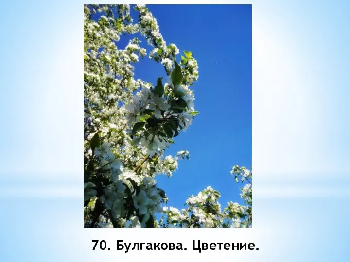 70. Булгакова. Цветение.