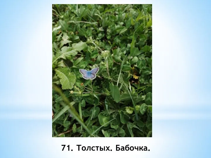 71. Толстых. Бабочка.