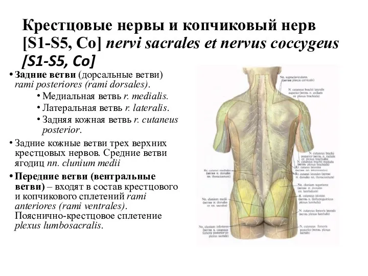 Крестцовые нервы и копчиковый нерв [S1-S5, Со] nervi sacrales et nervus coccygeus