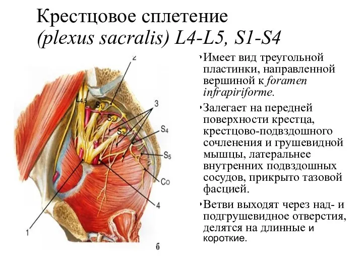 Крестцовое сплетение (plexus sacralis) L4-L5, S1-S4 Имеет вид треугольной пластинки, направленной вершиной
