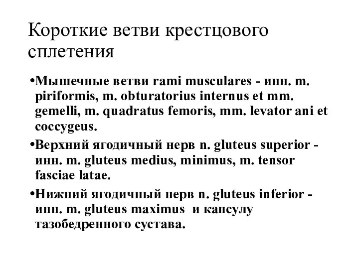 Короткие ветви крестцового сплетения Мышечные ветви rami musculares - инн. m. piriformis,