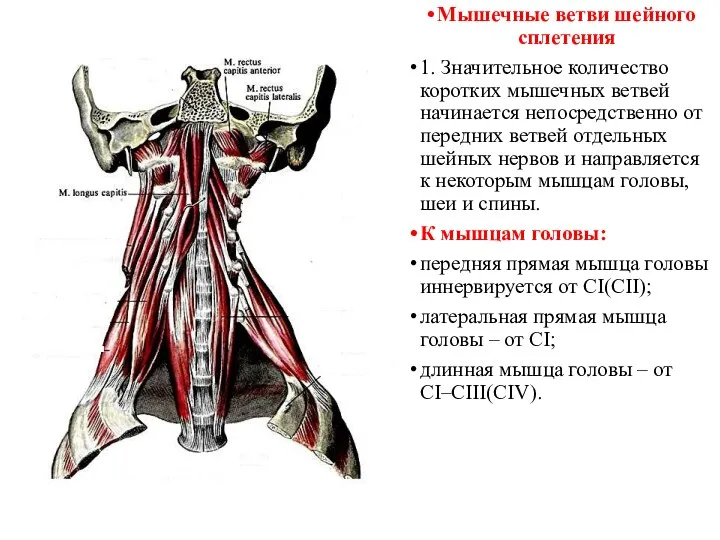 Мышечные ветви шейного сплетения 1. Значительное количество коротких мышечных ветвей начинается непосредственно