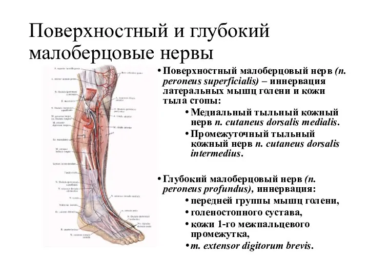 Поверхностный и глубокий малоберцовые нервы Поверхностный малоберцовый нерв (n. peroneus superficialis) –