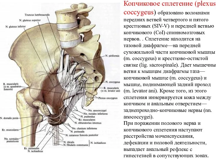 Копчиковое сплетение (plexus coccygeus) образовано волокнами передних ветвей четвертого и пятого крестцовых