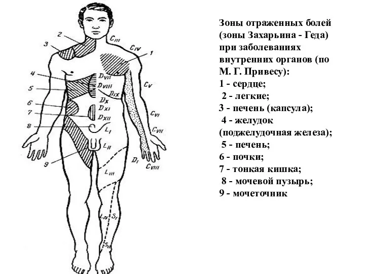 Зоны отраженных болей (зоны Захарьина - Геда) при заболеваниях внутренних органов (по