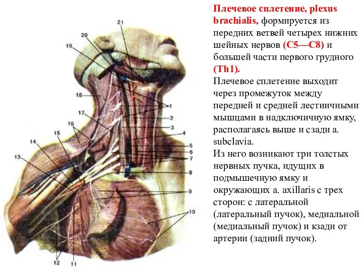 Плечевое сплетение, plexus brachialis, формируется из передних ветвей четырех нижних шейных нервов