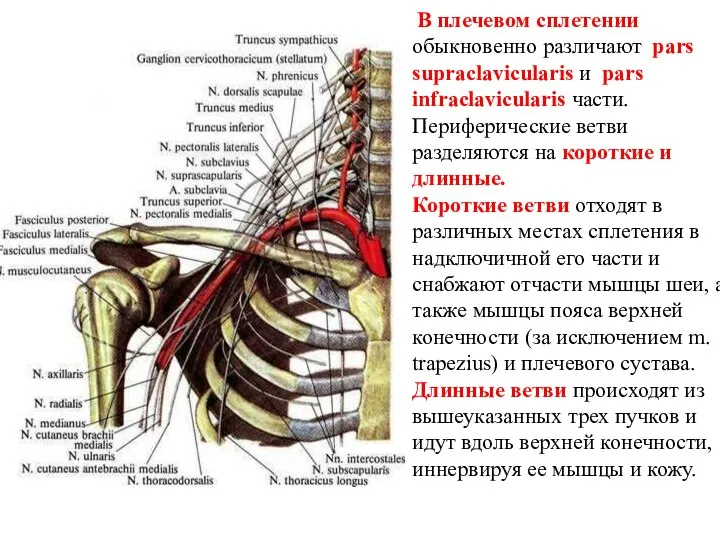 В плечевом сплетении обыкновенно различают pars supraclavicularis и pars infraclavicularis части. Периферические