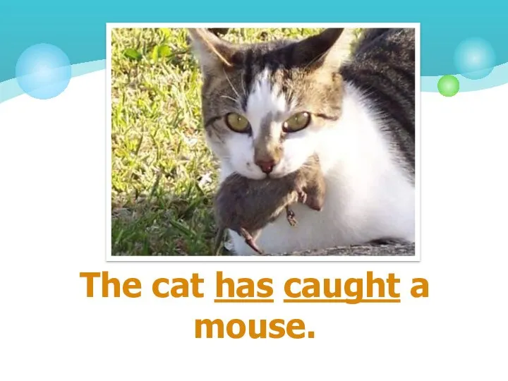 The cat has caught a mouse.
