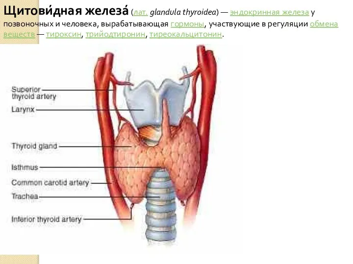 Щитови́дная железа́ (лат. glandula thyroidea) — эндокринная железа у позвоночных и человека,