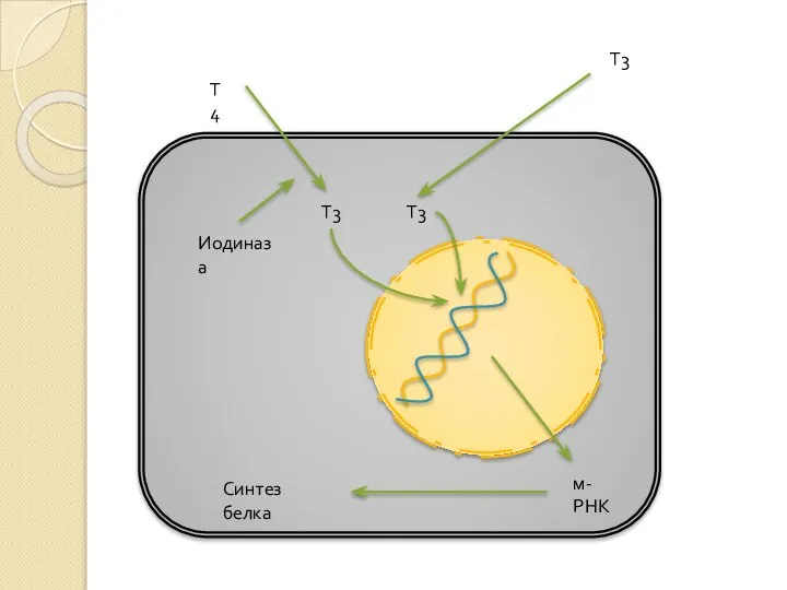 Т4 Т3 Т3 Т3 Иодиназа м-РНК Синтез белка