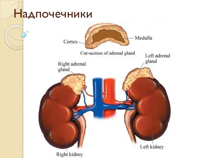 Надпочечники