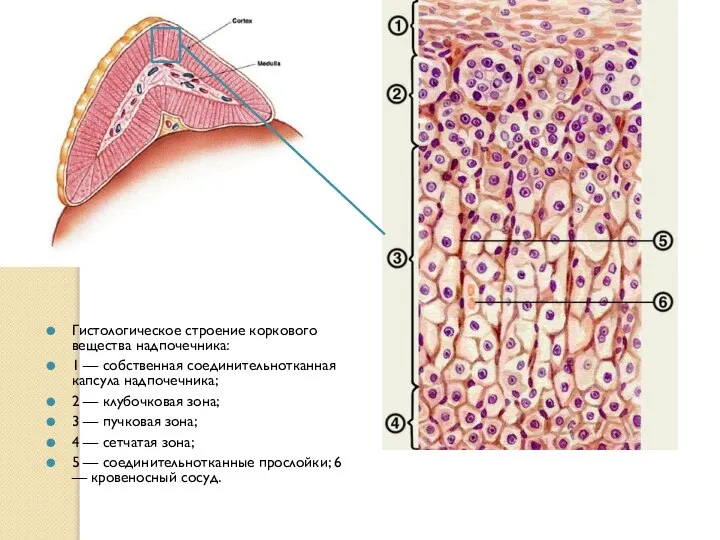 Гистологическое строение коркового вещества надпочечника: 1 — собственная соединительнотканная капсула надпочечника; 2