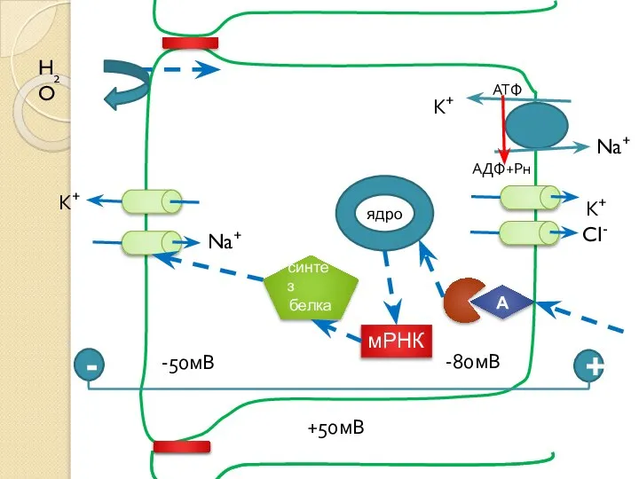 Na+ АТФ АДФ+Рн -50мВ К+ К+ -80мВ + - +50мВ К+ H2O