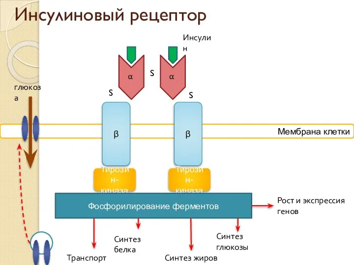 Мембрана клетки Инсулиновый рецептор β β Тирозин-киназа Тирозин-киназа Фосфорилирование ферментов S S