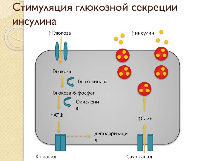 Стимуляция глюкозной секреции инсулина ↑ Глюкоза Глюкоза Глюкоза-6-фосфат ↑АТФ ↑Са2+ К+ канал