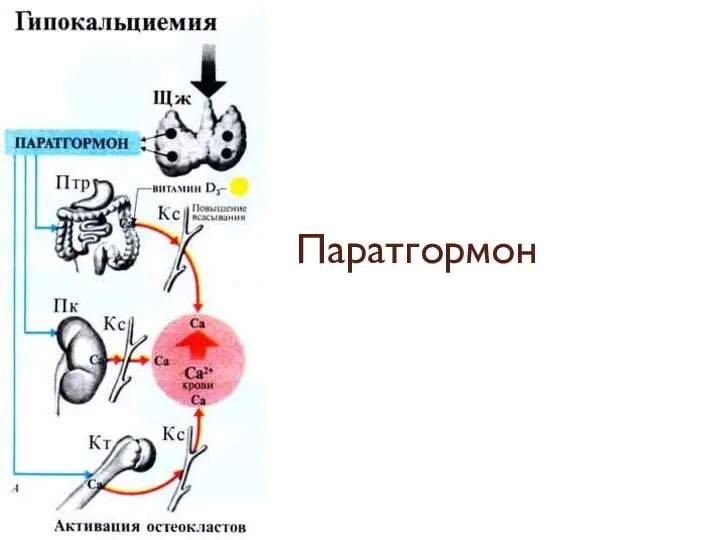 Паратгормон