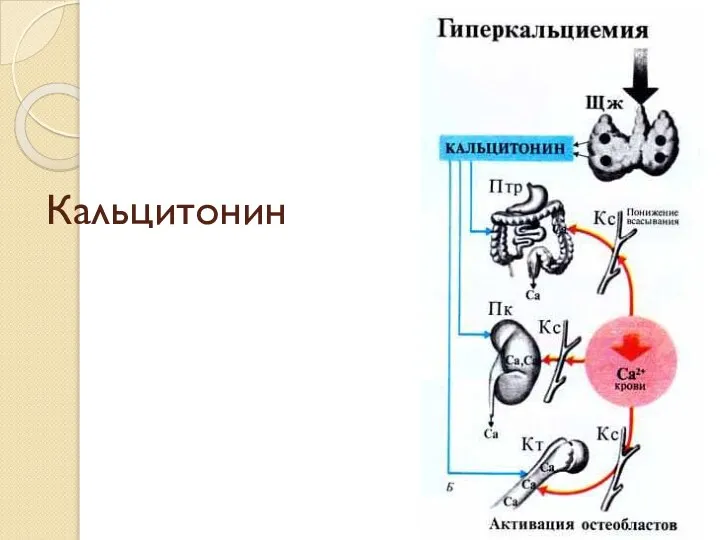 Кальцитонин