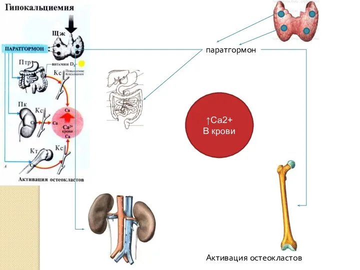 паратгормон ↑Са2+ В крови Активация остеокластов