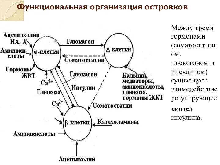 Функциональная организация островков Между тремя гормонами (соматостатином, глюкогоном и инсулином) существует взимодействиерегулирующее синтез инсулина.