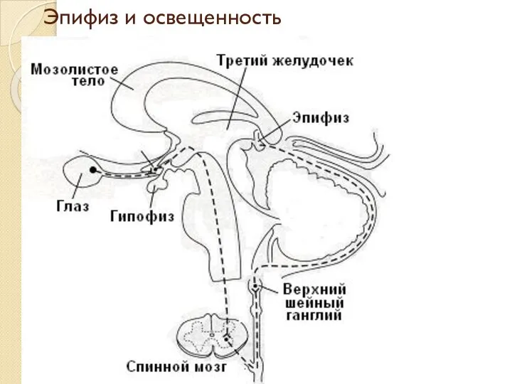 Эпифиз и освещенность