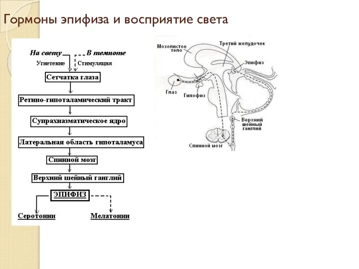 Гормоны эпифиза и восприятие света