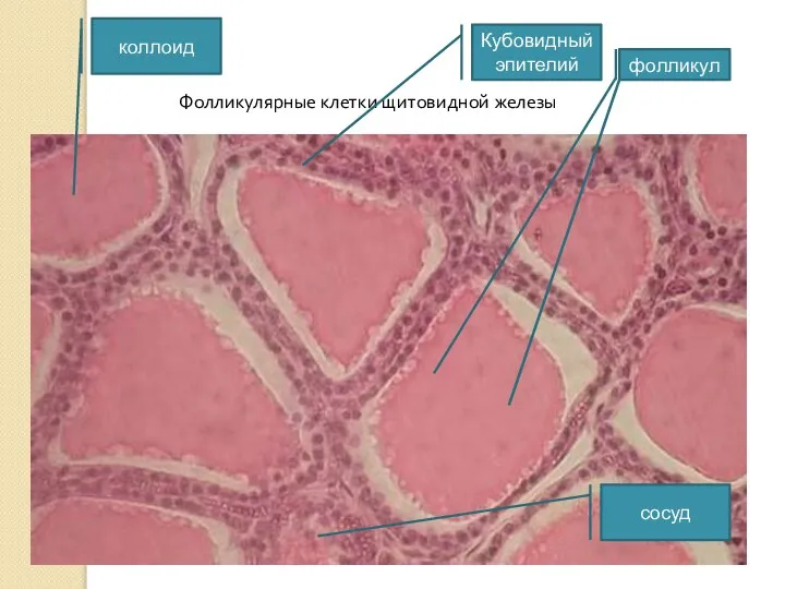 Фолликулярные клетки щитовидной железы коллоид фолликул Кубовидный эпителий сосуд