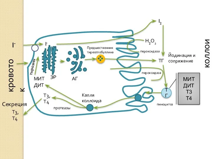 I- I2 ТГ Н2О2 Йодинация и сопряжение ТГ кровоток коллоид пероксидаза пероксидаза