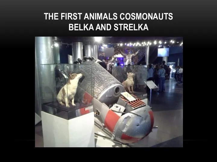 THE FIRST ANIMALS COSMONAUTS BELKA AND STRELKA