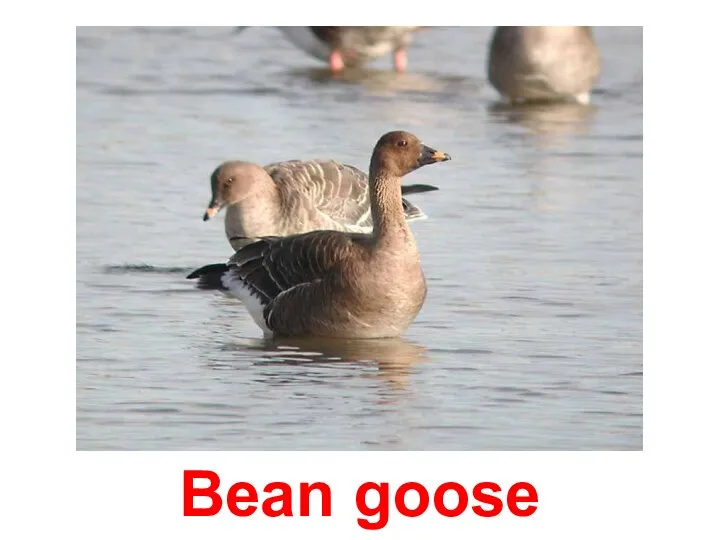 Bean goose