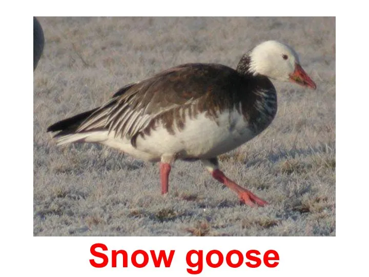 Snow goose