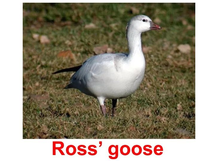 Ross’ goose