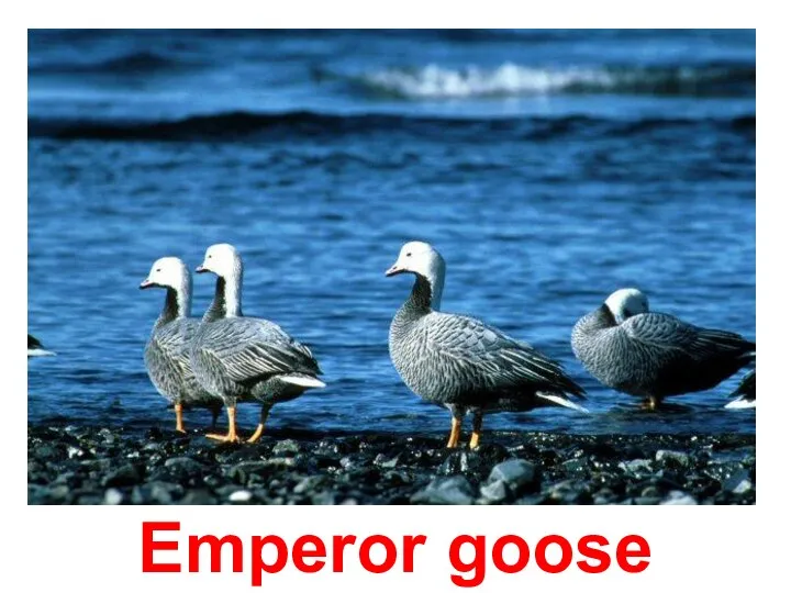 Emperor goose