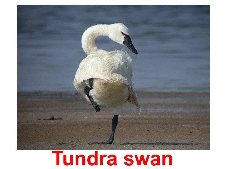 Tundra swan