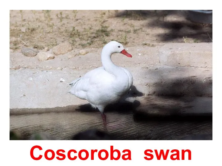 Coscoroba swan