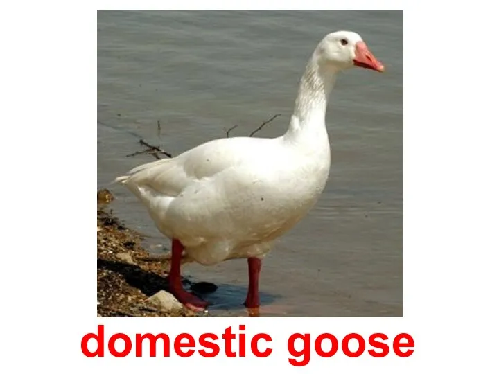 domestic goose