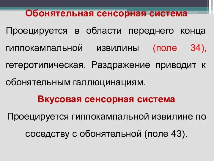 Обонятельная сенсорная система Проецируется в области переднего конца гиппокампальной извилины (поле 34),