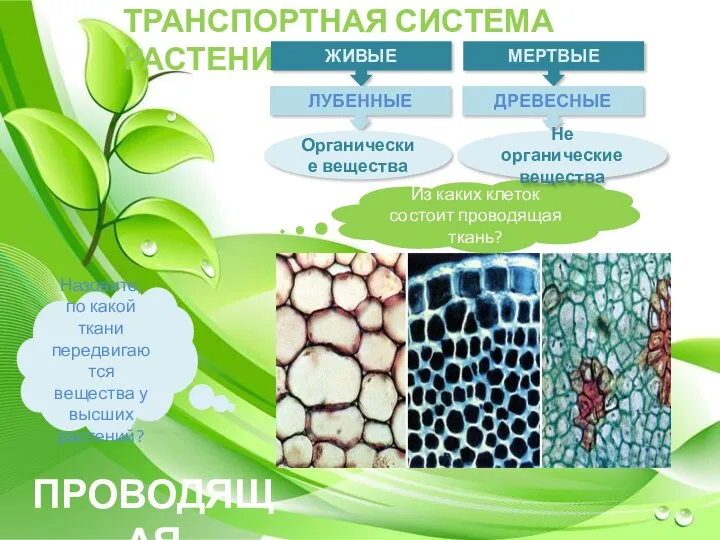 ТРАНСПОРТНАЯ СИСТЕМА РАСТЕНИЯ Назовите, по какой ткани передвигаются вещества у высших растений?