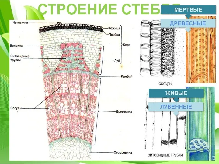 СТРОЕНИЕ СТЕБЛЯ ЖИВЫЕ ЛУБЕННЫЕ МЕРТВЫЕ ДРЕВЕСНЫЕ