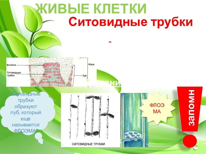 ЖИВЫЕ КЛЕТКИ Ситовидные трубки образуют луб, который еще называется ФЛОЭМА! Ситовидные трубки-живые