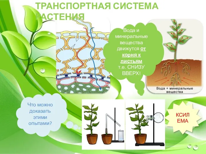 Что можно доказать этими опытами? Вода и минеральные вещества движутся от корня