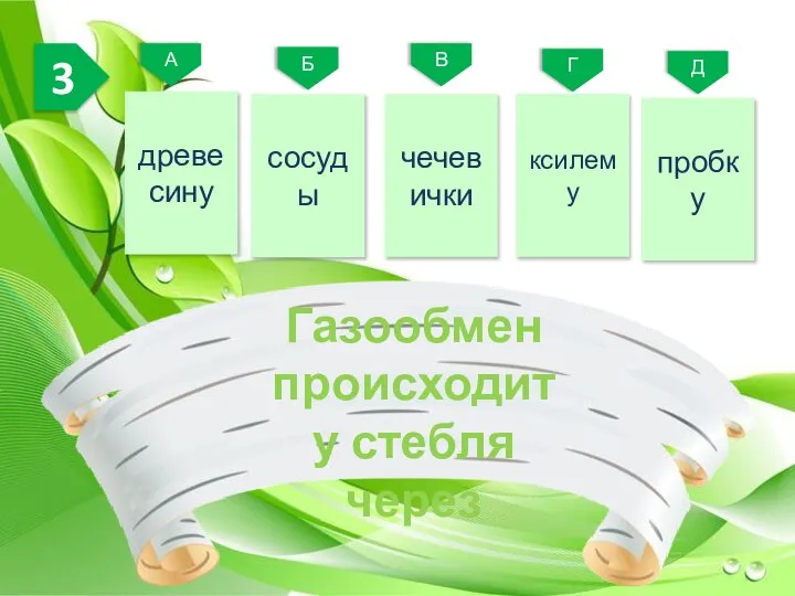 пробку 3 Д Г В Б А ксилему чечевички сосуды древесину Газообмен происходит у стебля через