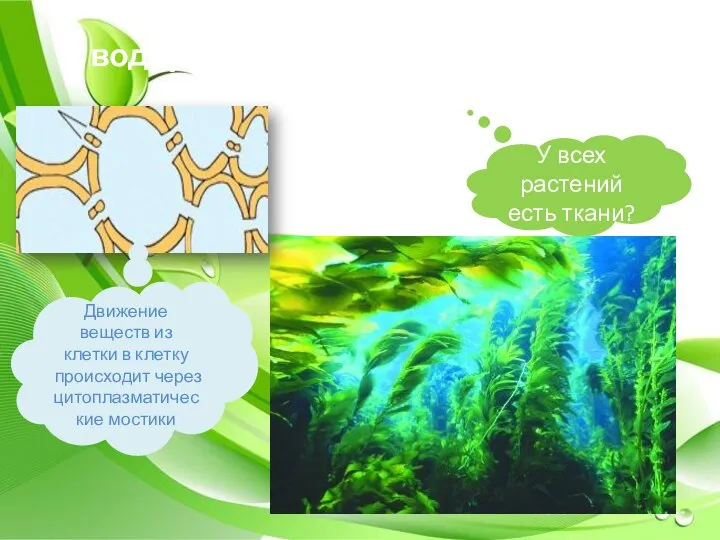 У водорослей ТКАНЕЙ НЕТ и вещества передвигаются по клеткам Движение веществ из