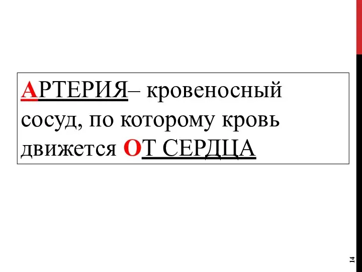 АРТЕРИЯ– кровеносный сосуд, по которому кровь движется ОТ СЕРДЦА