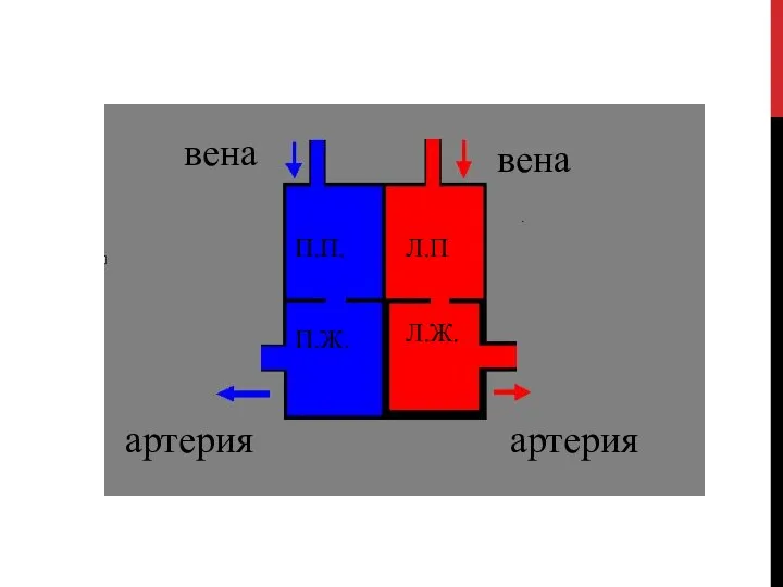 П.П. П.Ж. Л.П Л.Ж. вена вена артерия артерия