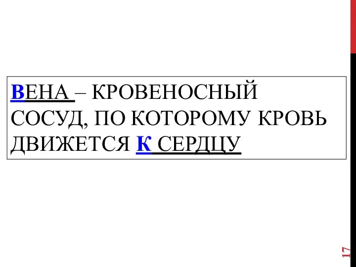 ВЕНА – КРОВЕНОСНЫЙ СОСУД, ПО КОТОРОМУ КРОВЬ ДВИЖЕТСЯ К СЕРДЦУ