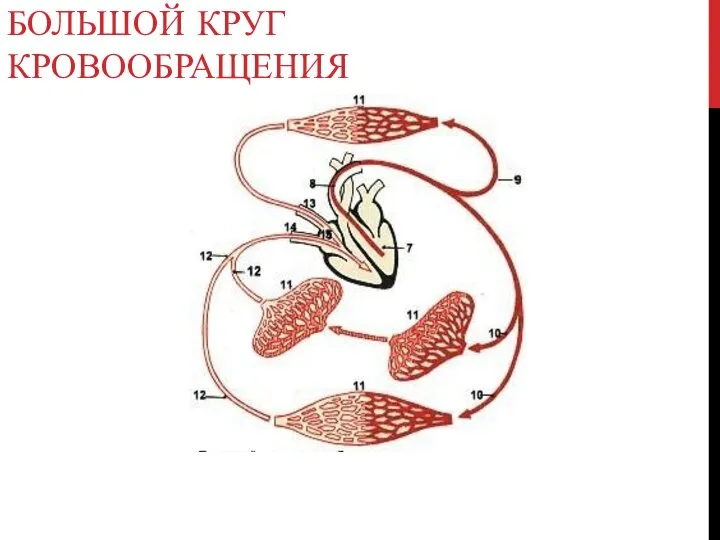 БОЛЬШОЙ КРУГ КРОВООБРАЩЕНИЯ