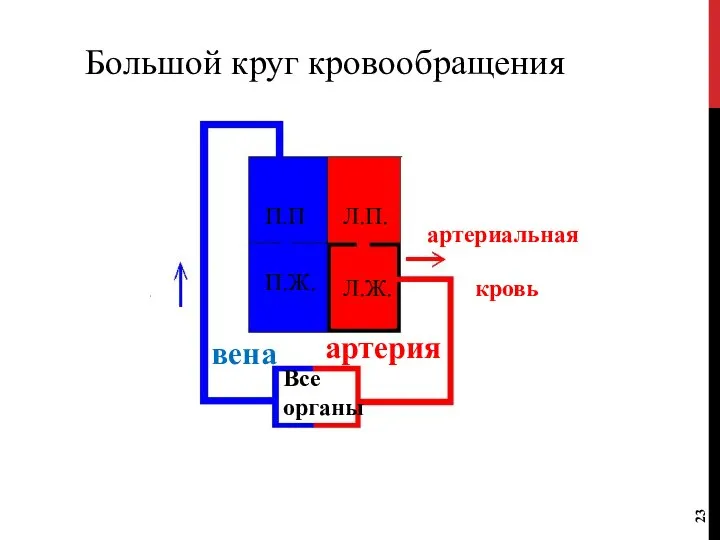 Большой круг кровообращения П.П П.Ж. Л.П. Л.Ж. Все органы артерия вена артериальная кровь венозная кровь