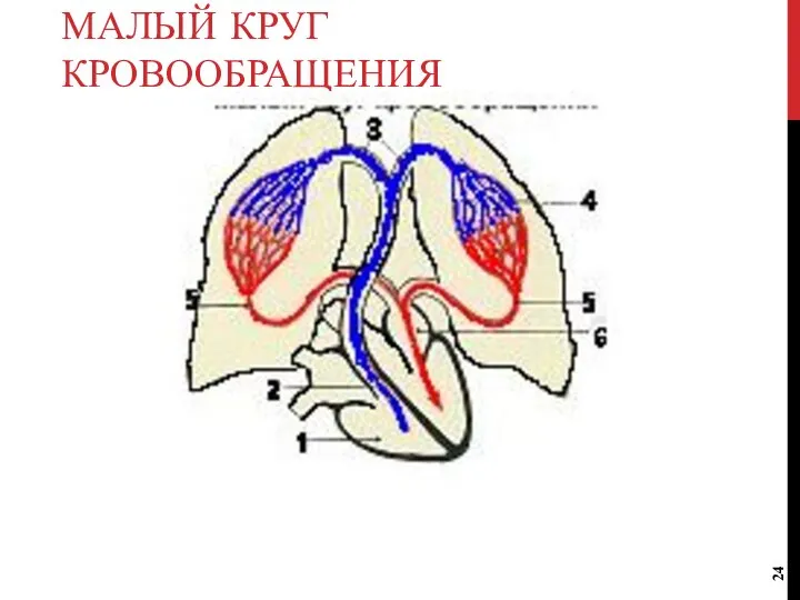 МАЛЫЙ КРУГ КРОВООБРАЩЕНИЯ