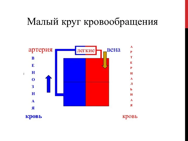 Малый круг кровообращения легкие вена А Р Т Е Р И А