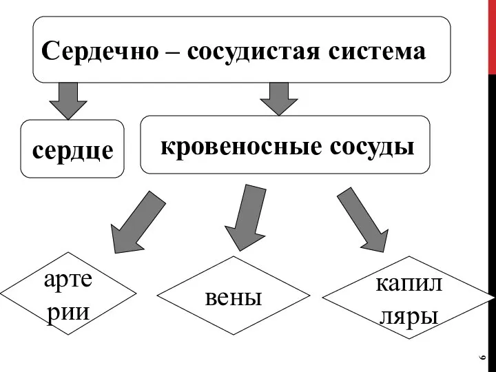 сердце кровеносные сосуды Сердечно – сосудистая система артерии вены капилляры